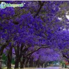 100% Genuine Purple Jacaranda Mimosifolia Tree Shrub Seeds 20PCSItem NO.: DL344C