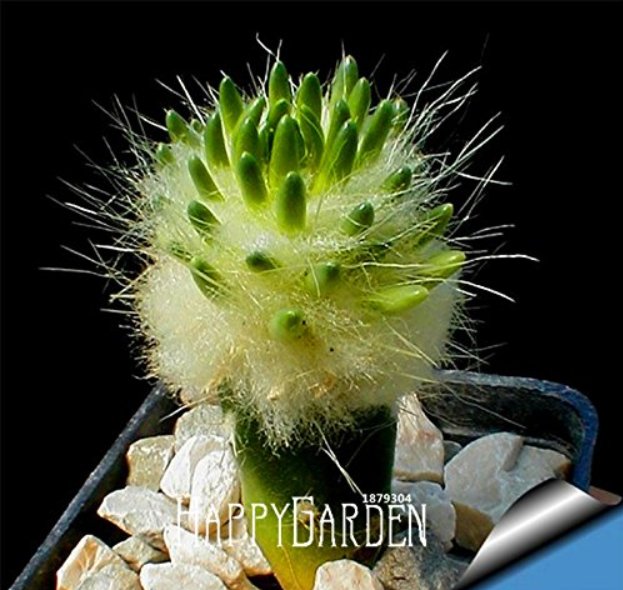 10pcs/Lot Strombocactus disciformis Cactus SeedsItem NO.: DL349C