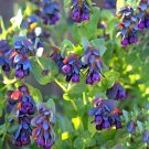 Honeywort Blue Shrimp Plant Seeds Blue Wax Flowers 'Purpurascens' Cerinthe Major Garden High Germina Honeywort Blue Shrimp Plant Seeds Blue Wax Flowers 'Purpurascens' Cerinthe Major Garden High Germina