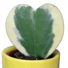 Hoya Kerrii 'Variegate' Seeds Sweetheart Plant Lucky-Heart Succulent 100PCS/packItem NO.: DL363C
