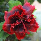 100PCS Giant Double Hibiscus SeedsItem NO.: DL374C