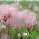 100PCS Geum triflorum Seeds Prairie smoke FlowersItem NO.: SH10198C