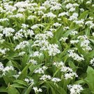 50 pcs Ramsons, Wild Garlic seedsItem NO.: DL381C