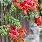 100 pcs Trumpet Creeper seedsItem NO.: DL382C