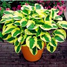 150pcs/bag beautiful Hosta Plants SeedsItem NO.: DL392C