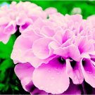 200 Rose Pink Color French Marigold seedsItem NO.: DL404C