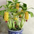 30 Pcs Dwarf Banana SeedsItem NO.: DL406C