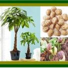 money tree pachira aquatica malabar chestnutItem NO.: DL419C