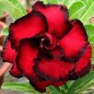 20 Fresh Seeds Adenium Obesum Desert Roses RareItem NO.: DL431C 20 Fresh Seeds Adenium Obesum Desert Roses RareItem NO.: DL431C