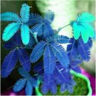 30 pcs Mimosa seedsItem NO.: DL442C