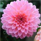 Mr.seeds A Package 100 Pieces Pink Dahlia Seeds Beautiful Gardens Dahlia Bonsai PlantItem NO.: DL446
