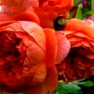 10PCS Hybrid F1 Peony Seeds Orange Red & Purple Blue Double Big Blooms FlowersItem NO.: DL467C 10PCS Hybrid F1 Peony Seeds Orange Red & Purple Blue Double Big Blooms FlowersItem NO.: DL467C