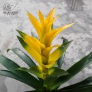 Pineapple Seeds Yellow Ornamental Leaves Bromeliad Plant Seeds 20+Item NO.: DL469C