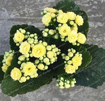 Longevity Flower Seeds, YellowItem NO.: CO-1150