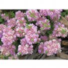 Verticordia halophila Seeds Salt-loving Featherflower Pink Salt-loving VerticordiaItem NO.: DL511C