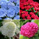 Mixed Hydrangea Flower 50 Seeds Blue Red Pink White ColorsItem NO.: DL525C Mixed Hydrangea Flower 50 Seeds Blue Red Pink White ColorsItem NO.: DL525C