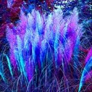 400 pcs/bag pampas grass, rare reed flower seeds Grass Pampas seeds are very beautiful decorative ga