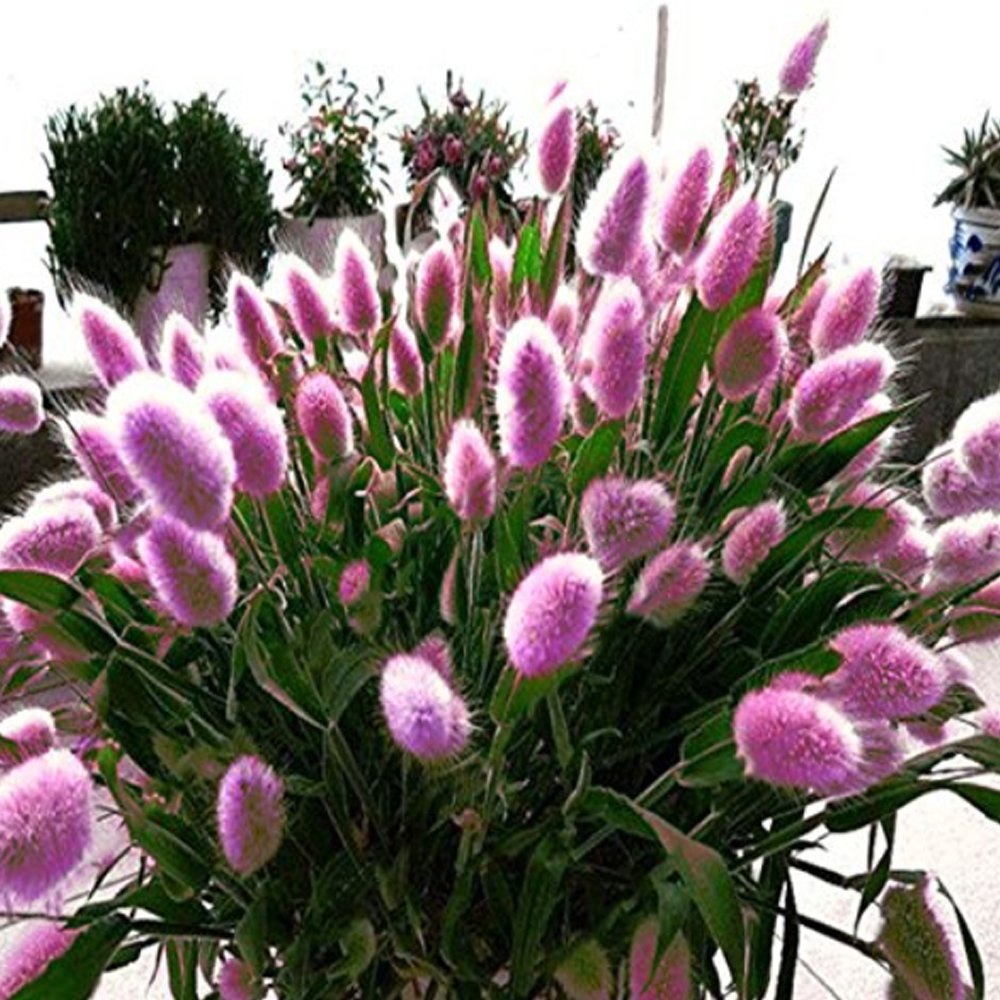 Purple Rare Rabbit's Tail Grass Seeds, 100 Seeds / Pack, Lagurus ovatus Ornamental GrassesItem NO.: 