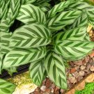 100PCS Potted Flowers Calathea SeedsItem NO.: DL555C