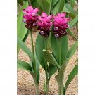 10 Pcs Thailand Curcuma Seeds Called Siam Tulip Seeds, Rare Flower a Member Of The Zingeraceae Famil