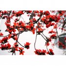 Bombax ceiba Seeds Cotten Tree Red Silk-cotton Tree, 30 Seeds/Pack, Red Cotton Tree KapokItem NO.: D