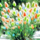 Rainbow Colorful Rabbit Tail Grass Semillas Seeds, 100 Seeds / Pack, Garden Bunny Tail Herbal Decora
