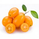 Kumquat Seeds, Golden Orange Cumquats Kinkan Golden Tangerine FruitsItem NO.: DL568C