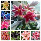 100pcs hosta seeds Coleus plant seeds colorful flower bonsai DIY festival for home garden supplies p