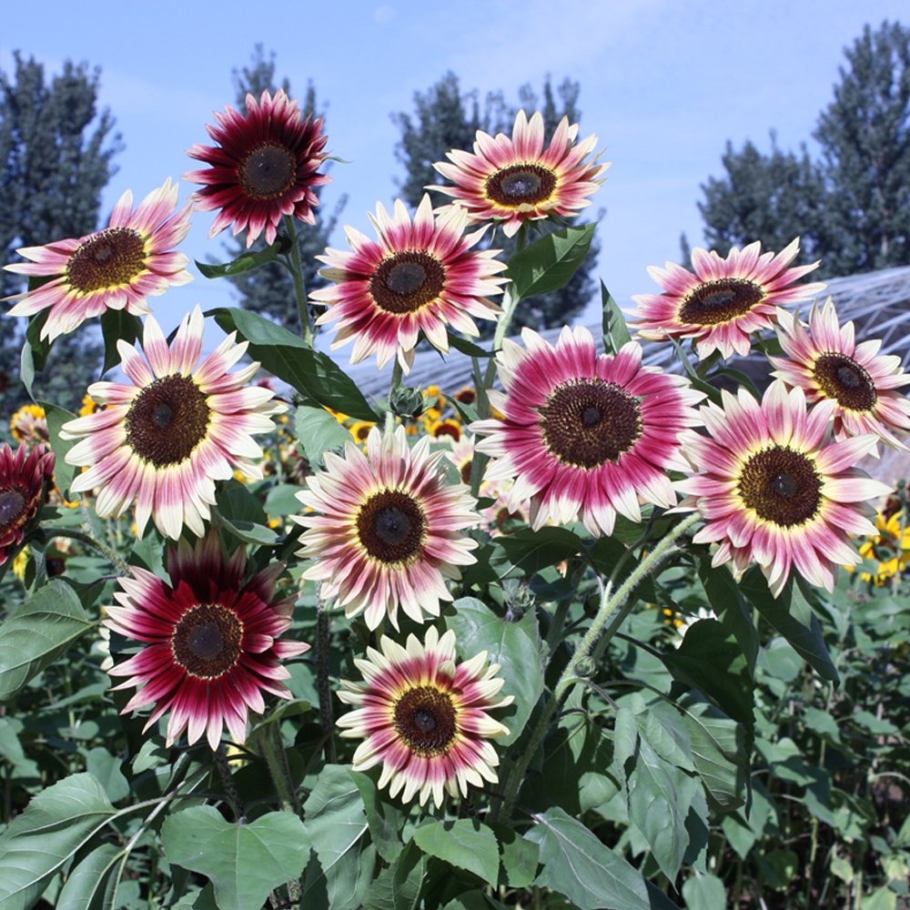 Amaranth Red Light Yellow Sunflowers Seeds Double FlowersItem NO.: DL571C