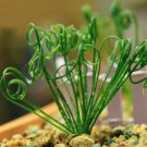 Albuca namaquensis Seeds Evergreen Spiral GrassItem NO.: DL575C