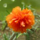 Portulaca oleracea Purslane Double Flowers Seeds, 500 Seeds/pack, Professional Pack, Heirloom verdol