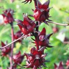 Roselle Ilibiscus Seeds, 100 Seeds/pack, Heirloom Chinese Herb Tea Angle Flower Hibiscus FlowersItem