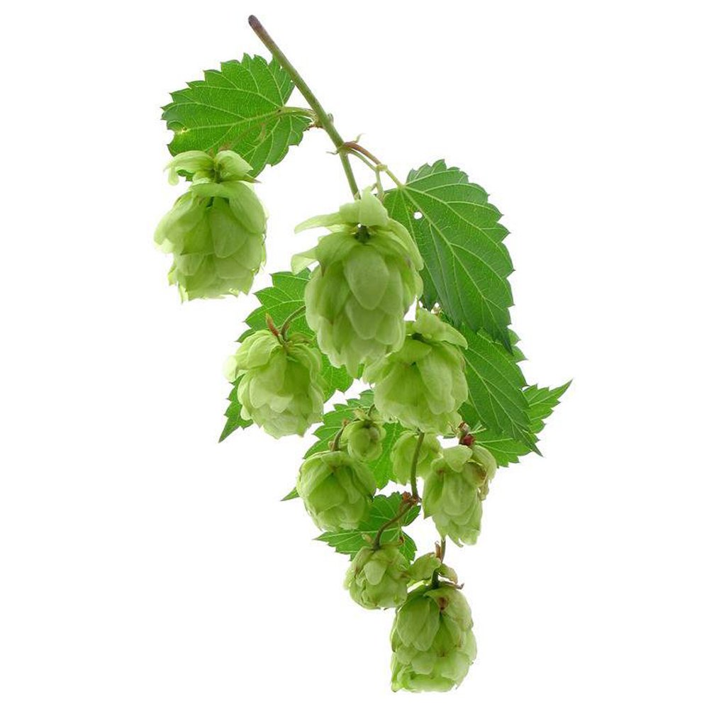 100Pcs/Pack Hops * Humulus lupulus * Bonsai * Brew Your OWN Beer Today * Returns Year After Year - P