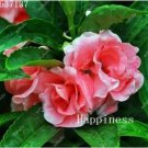 Balsam Flower Bonsai Impatiens Balsamina Bonsai Flower, Toutch-Me-Not Flower for Home Garden Plants 