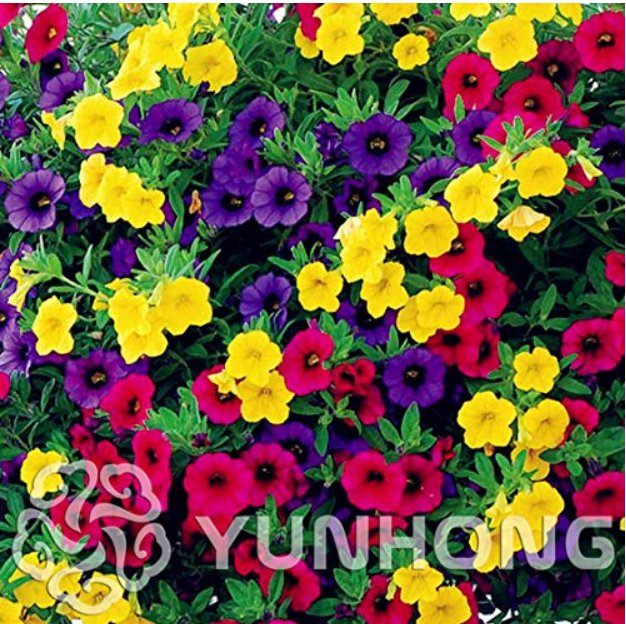 Mini Calibrchoa Million Bells Annual Flower Bonsai, Vary Colors 100PCS Autumn Seasons Indoor Balcony