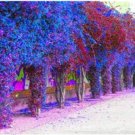 Pink Climbing Bougainvillea Spectabilis Willd Bonsai Plant Flower Bougainvillea Tree Plants 100 PcsI Pink Climbing Bougainvillea Spectabilis Willd Bonsai Plant Flower Bougainvillea Tree Plants 100 PcsI