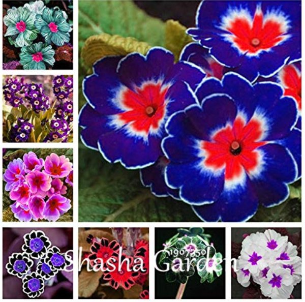 200 pcs Evening Primrose Blue Evening Primrose, Exotic Heirloom Fragrant Flower DIY Home Garden Flow