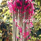 100 pcs Climbing Plant Echinopsis Tubiflora Flowering Cactus Bonsai Plant Rare Flower Perennial Orna