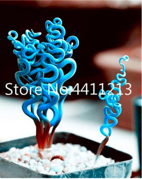 2000pcs Blue Spring Grass Rare Succulents Plant Funny Seed Planting Potted Plants for Home Garden Su