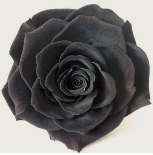 Exotic Rainbow Rose Plants Mixed Colors Rosa Planta Outdoor Seed Potted Flower Balcony Plants for Ho