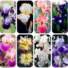 100PCS Iris Tectorum Seeds Mixed 9 ColorsItem NO.: SH10213C 100PCS Iris Tectorum Seeds Mixed 9 ColorsItem NO.: SH10213C