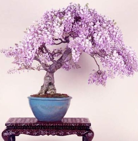 Mini Bonsai Wisteria Tree Indoor Ornamental Plants 10 pcsItem NO.: DL801C