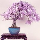 Mini Bonsai Wisteria Tree Indoor Ornamental Plants 10 pcsItem NO.: DL801C