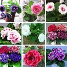 100PCS Gloxinia Plant Seeds Mixed Purple White Pink ect 9 ColorsItem NO.: SH10281C