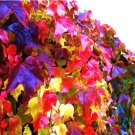 1000pcs Boston Ivy Plants Rare and Original Japanese Creeper Plants Anti-Radiation DIY Plant Bonsai 