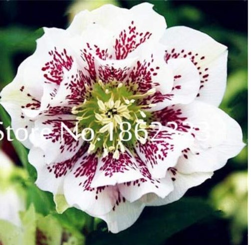 100 pcs/Bag Unique Mixed Colors Japanese Bonsai Potted,Helleborus Flower Plants,Easy to Grow,Plant f