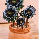 100pcs Aeonium arboreum 'Zwartkop' Bonsai Succulents Plants Black mage Flower Potted Plants for Home
