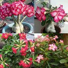5Pcs Rare Pink Adenium Obesum Seeds Desert Rose Bonsai Tree Flower PlantsItem NO.: DL835C