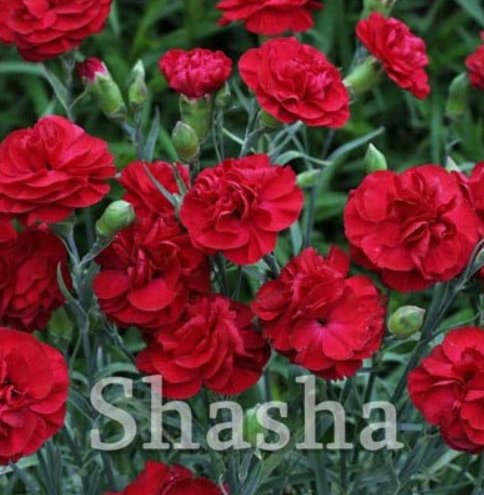 200 Pcs Mini Carnations Bonsai Balcony Potted Plants Dianthus Caryophyllus Mother Flower for Home Ga