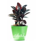 50 / Pack Rare Bonsai Ficus Elastica Decora Indian Rubber Tree Purify Air&Anti Radiation Easy Grow L